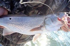 Redfish-on-GULP